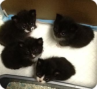 Domestic Shorthair. Meet Tuxedo Kittens 