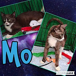 Thumbnail photo of Mo #1