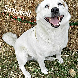 Thumbnail photo of Snowball #1