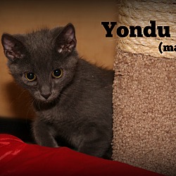 Thumbnail photo of Yondu #4