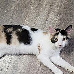 Thumbnail photo of Sugar #1