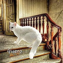 Thumbnail photo of Guero #brother-of-Snowball #2