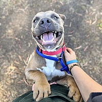 adopt a pet