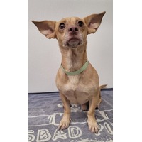 adopt-pet