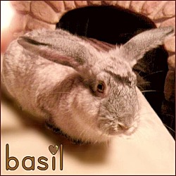 Thumbnail photo of Basil #1