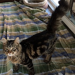 Thumbnail photo of Maine Coon mix LH 6 mo M cat #1