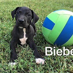 Thumbnail photo of Bieber-1 of 11 pups #3