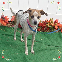 Thumbnail photo of ZOEY - Adopted @ off-site #3