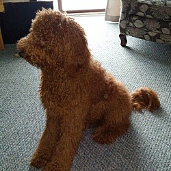 Thumbnail photo of Chewbacca (Chewy) #4