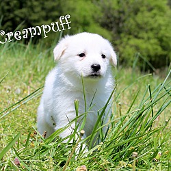 Thumbnail photo of Creampuff~adopted! #3
