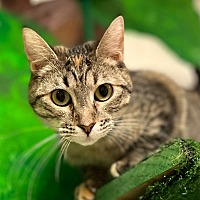 Adopt A Pet :: Ladybug - Leonardtown, MD