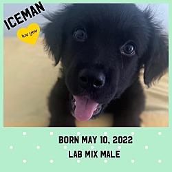 Photo of ICEMAN BORN 5/10/22