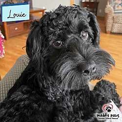Photo of Louie - no longer accepting applications