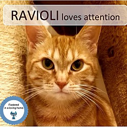 Thumbnail photo of Ravioli #1
