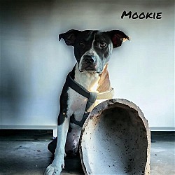 Thumbnail photo of Mookie #4