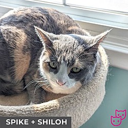 Thumbnail photo of Spike (bonded with Shiloh) #2