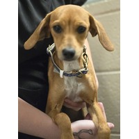 adopt-pet
