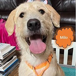 Thumbnail photo of Milo #3