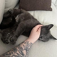 adopt a pet