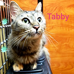 Thumbnail photo of TABBY #2
