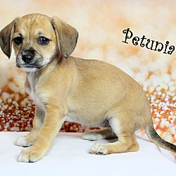 Thumbnail photo of Petunia~adopted! #4