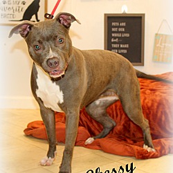 Thumbnail photo of Chessy~meet me! #1