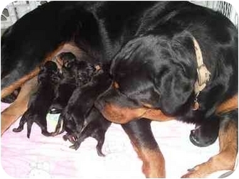 Buford Ga Rottweiler Meet Newborn Puppies A Pet For Adoption