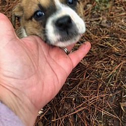 Thumbnail photo of Harlie~adopted! #2