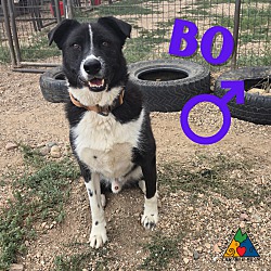 Thumbnail photo of Bo #4