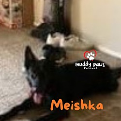 Thumbnail photo of Meishka (Courtesy Post) #4