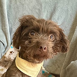 Thumbnail photo of Boulder - adorable 11 lb poodle! #3