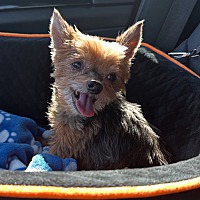 adopt a pet