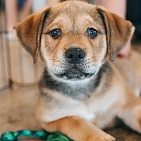 adopt a pet