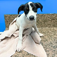 adopt a pet