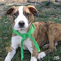 adopt a pet