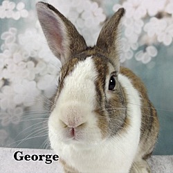 Thumbnail photo of George #1