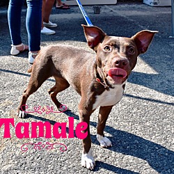 Thumbnail photo of Tamale ~ meet me! #1