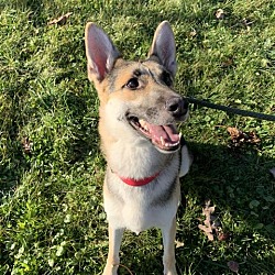 Stray Haven Humane Society & SPCA in Waverly, New York