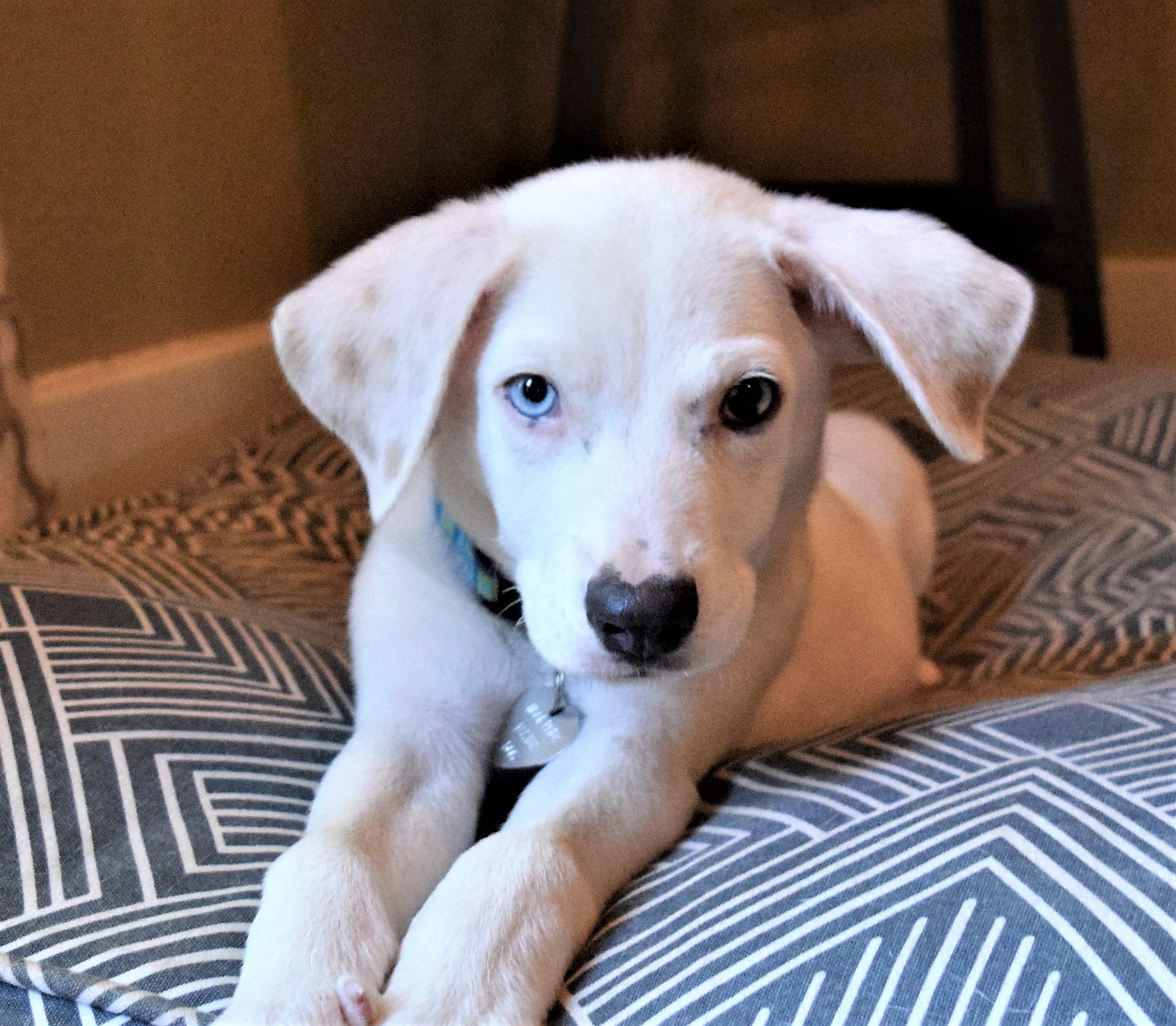 Adopt WALKER a White Labrador Retriever / Catahoula ...