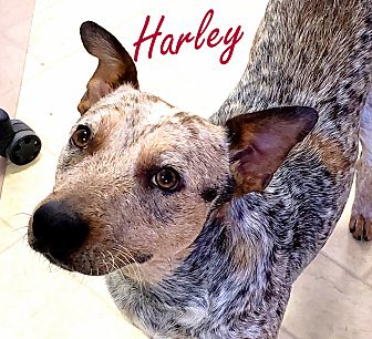 Southbury, CT - Australian Cattle Dog. Meet Harley~adopted ...