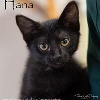 Photo of HANA