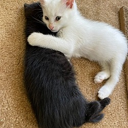 Thumbnail photo of Milk & Oreo #3