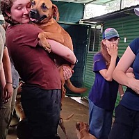 adopt a pet