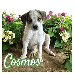 Photo of Cosmos
