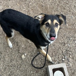 Thumbnail photo of Flynn- sweet boy, loves treats! #1