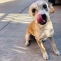 adopt a pet
