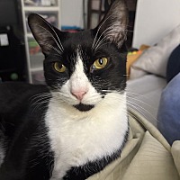 adopt a pet