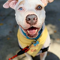adopt a pet