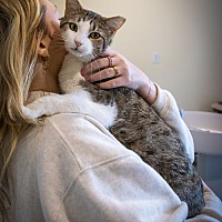 adopt a pet