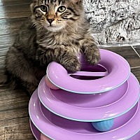 adopt a pet